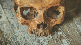  جماجمهم في متاحفها.. فرنسا كانت تقطع رؤوس البنات باسم العلم