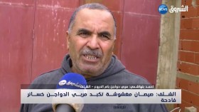 صيصان مغشوشة تكبد مربي الدواجن خسائر فادحة بالشلف