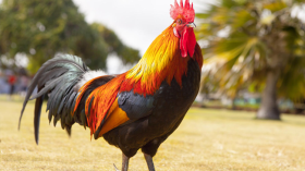 الديك المذبوح في كل زمان!!