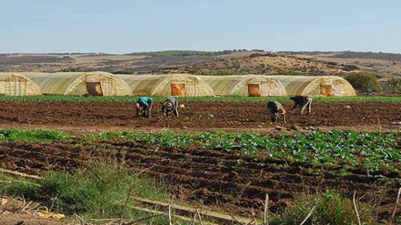 تعليمات بضمان وفرة الأسمدة والبذور للفلاحين