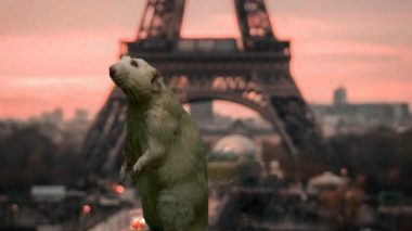 Paris capitale des rats? Un homme décède après avoir été mordu!