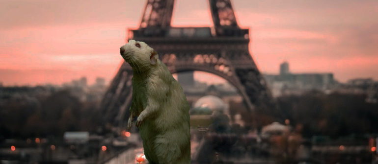Paris capitale des rats? Un homme décède après avoir été mordu!