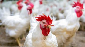 6 ملايين دجاجة منتجة لكسر السوق بـ50 بالمائة