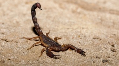 Des scorpions envahissent l’Egypte: Trois morts