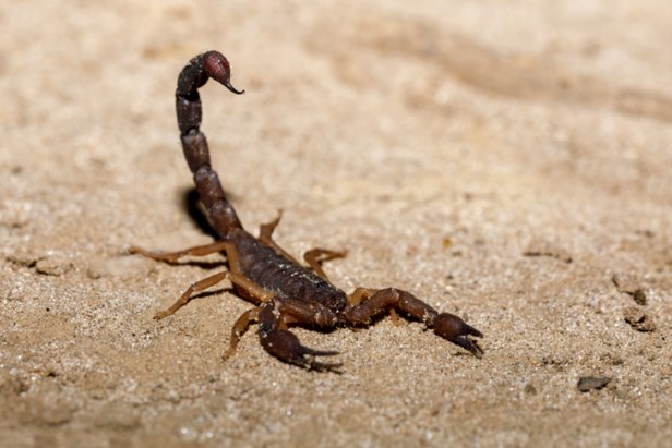 Des scorpions envahissent l’Egypte: Trois morts