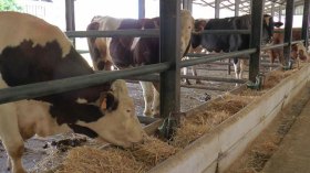 جملة من الإجراءات لضبط أسعار الأعلاف وضمان توفيرها بشكل مستمر