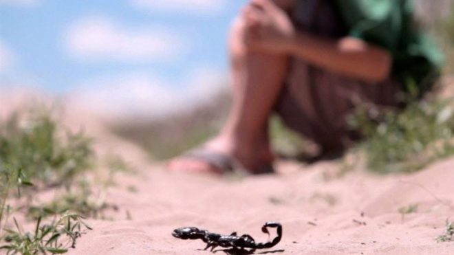 سيول تدمر المقابر وتجرف الجثث وعقارب تلدغ السكان.. ماذا يحصل في مصر؟