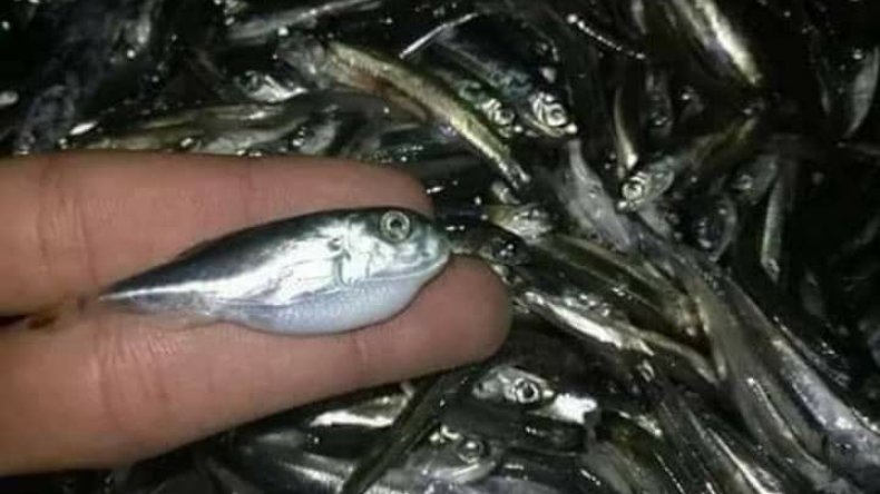 ظهور سمكة الأرنب السامة.. حماية المستهلك تحذر