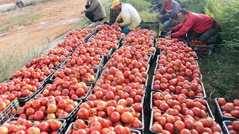 كميات معتبرة من الطّماطم ستدخل السوق