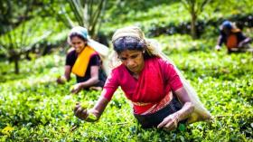 الشاي مقابل النفط.. سريلانكا تسدد ديوناً بملايين الدولارات لإيران