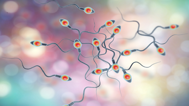 دراسة: فيروس كورونا يقلل عدد الحيوانات المنوية بنسبة 37٪