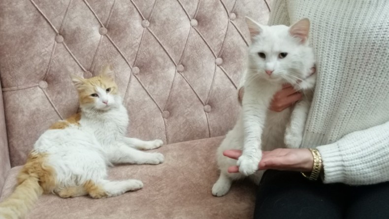 الإدمان على تربية الحيوانات الأليفة