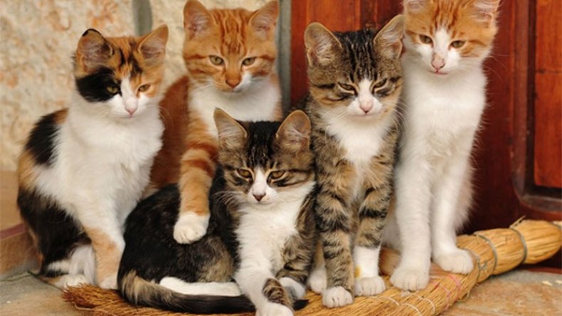 كورونا ترفع بورصة أسعار القطط والكلاب