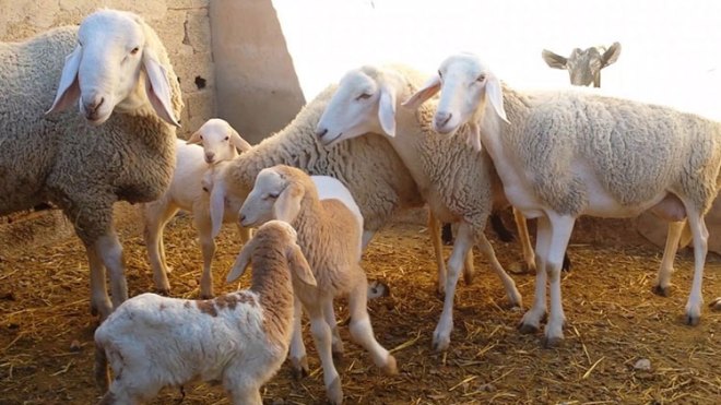 لصوص مسلّحون يروّعون الفلاحين خنشلة