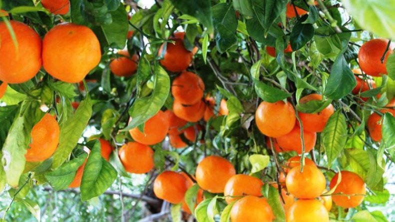 الصقيع يهدّد حمضيات الجزائر