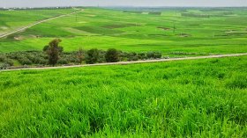 توزيع مليون هكتار من الأراضي الفلاحية لإنهاء أزمة الحبوب