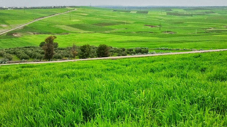 توزيع مليون هكتار من الأراضي الفلاحية لإنهاء أزمة الحبوب