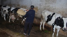 عام أسود في تربية المواشي وإنتاج الحبوب