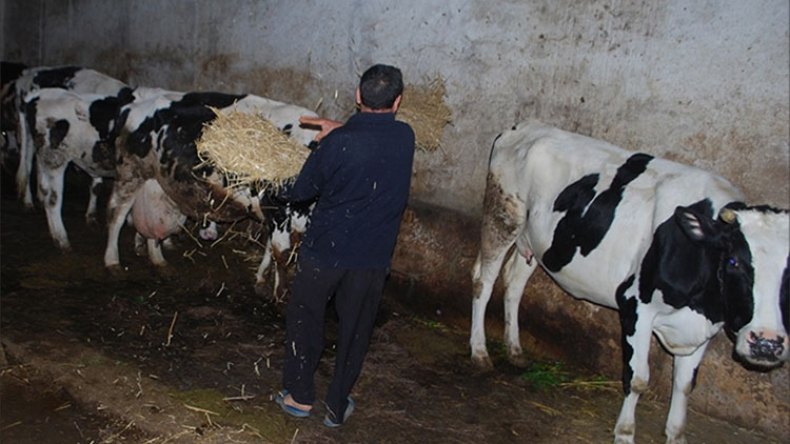 عام أسود في تربية المواشي وإنتاج الحبوب