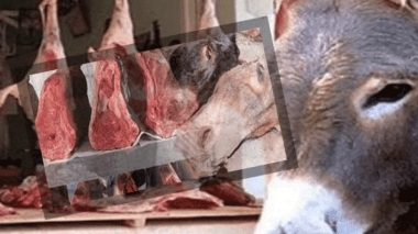 Craintes sur la commercialisation de la viande d’ane a Oran