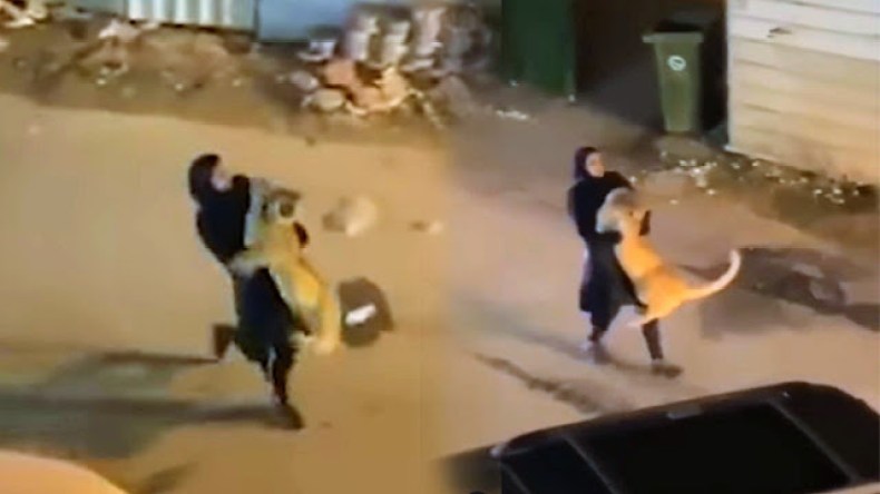 فيديو يصنع الحدث.. فتاة تمسك بأسد هارب وتحمله بين ذراعيها في الكويت!