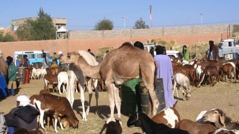 استيراد أكثر من 14 ألف رأس ماشية من افريقيا في إطار المقايضة