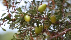 الجزائر تتجه لتطوير إنتاج شجرة الأرقان