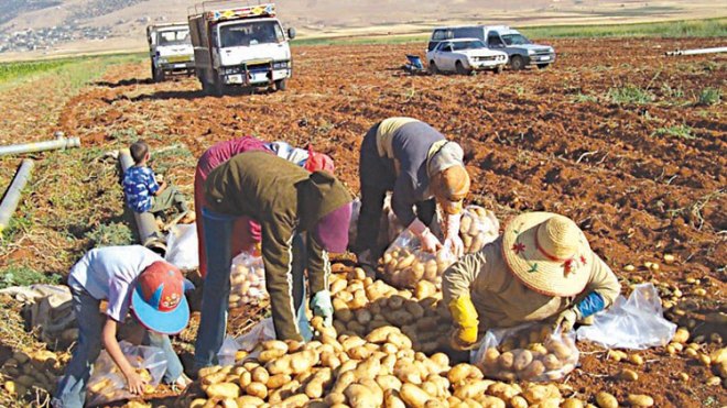 إجراءات عاجلة لفرملة المضاربة بالبطاطا