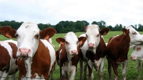 4000 عجل أيرلندي على موائد الجزائريين في رمضان