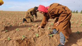 هذا جديد الصندوق الوطني للتعاون الفلاحي للمستثمرين والفلاحين