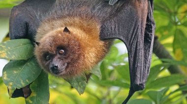 NeoCov, un coronavirus plus meurtrier que le Covid-19