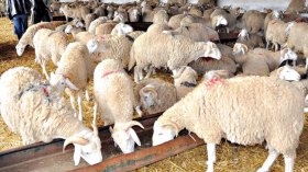 شائعة ارتفاع أسعار أغذية الأنعام.. وزارة الفلاحة توضح