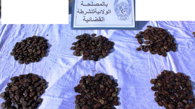 محتال يعرض بذورا لعلاج السرطان بـ300 مليون