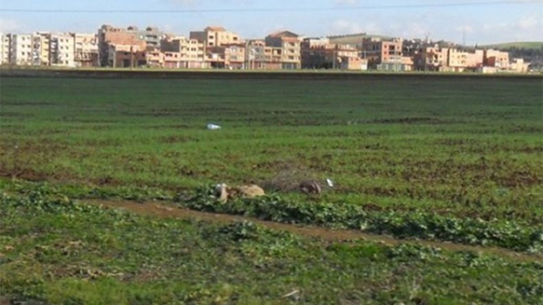 لاعب دولي يتحصل على عقار فلاحي من دون وجه حق