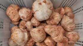 “الترفاس” ثمرة محلية بعيدة المنال للمستهلك الجزائري!