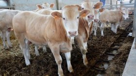 “ألفيار” تقلص آجال مناقصة استيراد 4 آلاف عجل للذبح