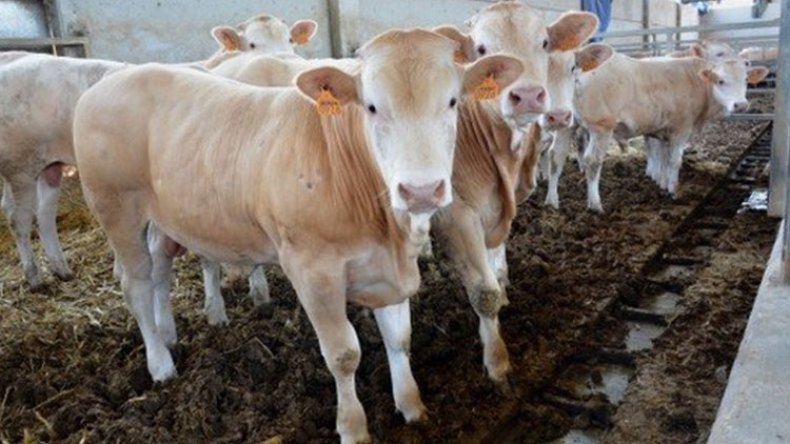 “ألفيار” تقلص آجال مناقصة استيراد 4 آلاف عجل للذبح