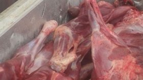 حجز قناطير من لحوم الحمير في مذبح سري بوهران