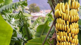 5 أسباب تدفعك لتناول موزة كل يوم!