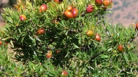 هذه مواصفات وفوائد شجرة الأرغان التي أمر الرئيس تبون بغرسها!