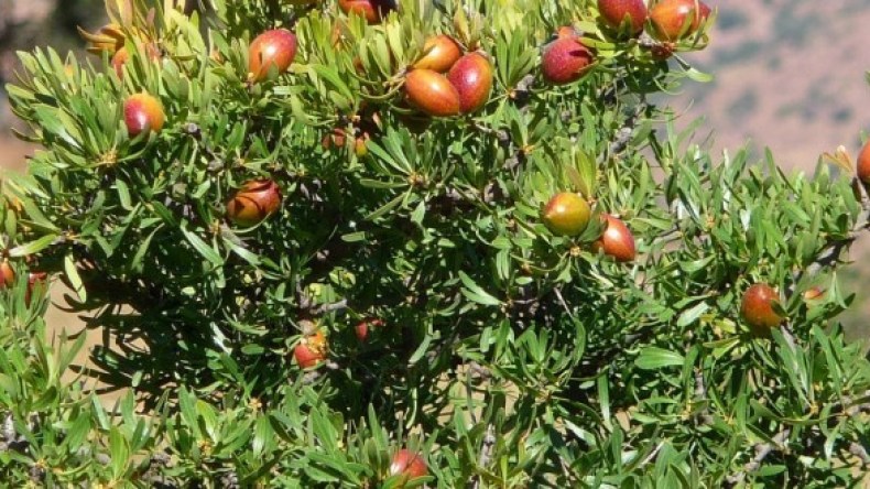 هذه مواصفات وفوائد شجرة الأرغان التي أمر الرئيس تبون بغرسها!