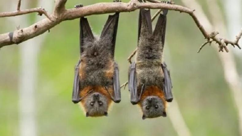 روسيا: برنامج أمريكي لدراسة كيفية انتقال الأمراض من الخفافيش إلى البشر