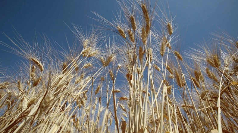 الجزائر تشتري 700 ألف طن من القمح في مناقصة دولية