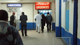 كلب مسعور يدخل ستة أطفال المستشفى بتلمسان