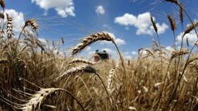 تونس تلغي شراء 125 ألف طن من القمح الليّن.. بسبب ارتفاع الأسعار