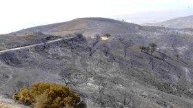 Tizi Ouzou: Indemnisation des aviculteurs victimes des incendies de l’été 2021