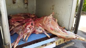 حجز لحوم وبيتزا منقولة في ظروف غير صحية بسطيف