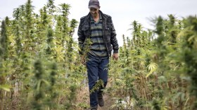 تقرير دولي: المغرب أول مورد للقنب نحو أوروبا