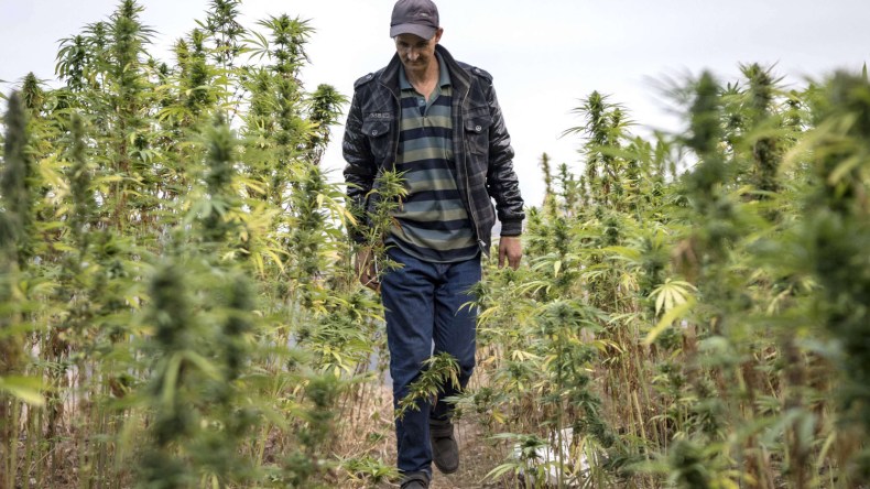 تقرير دولي: المغرب أول مورد للقنب نحو أوروبا