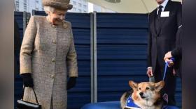 وزير بريطاني يعترف أنه تناول بسكويت كلاب الملكة